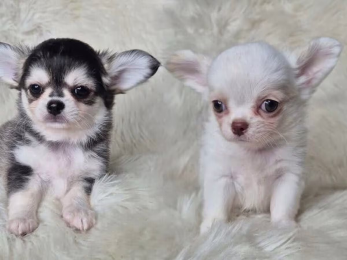 Chihuahua Puppies