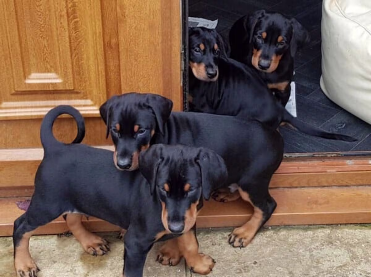 Amazing Micro Doberman puppies Contact email: mercymillo38@gmail.com