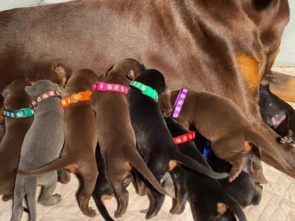 Beautiful Doberman