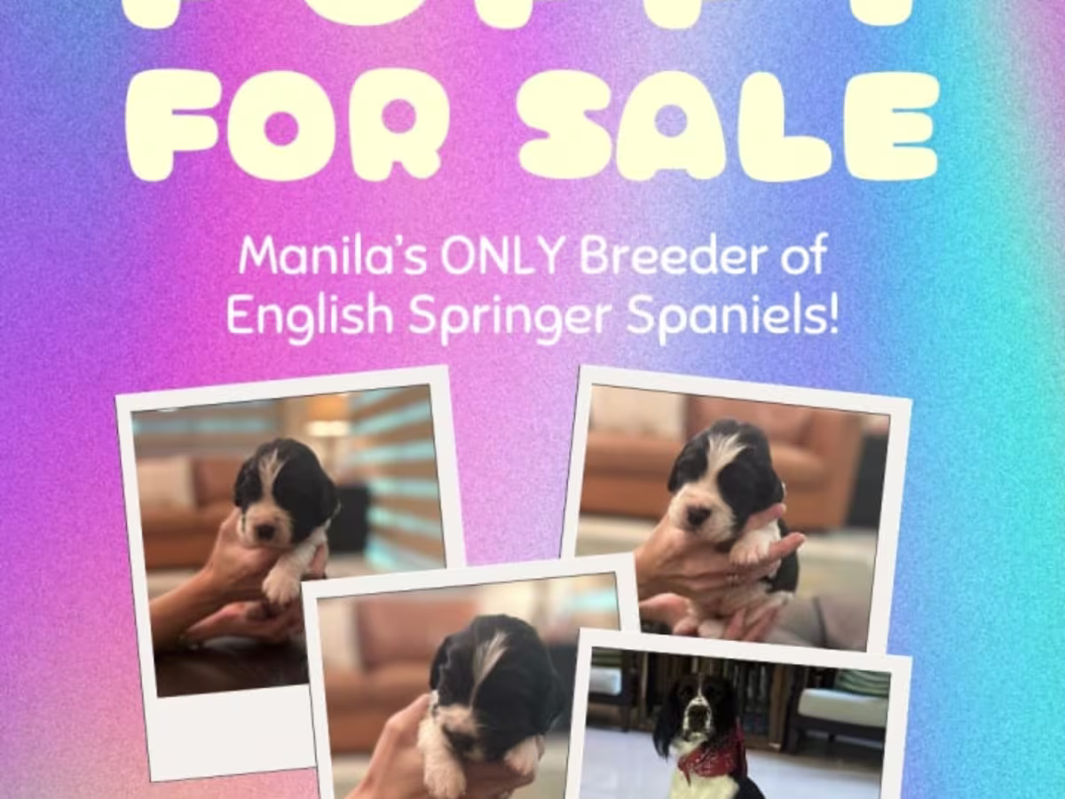 Springer Spaniel For Sale - Marikina Springer Spaniels