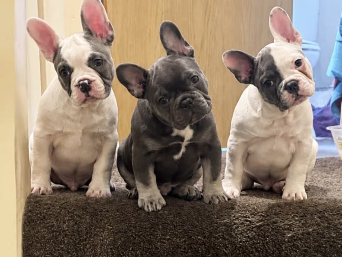 Stunning French bulldog litter