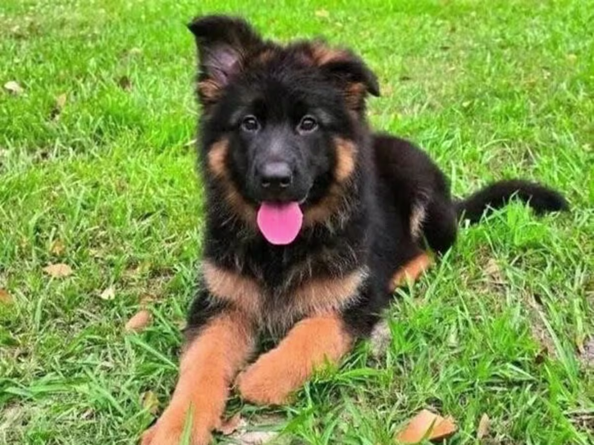 Amazing Micro German Shepherd Puppies Contact me via my : mercymillo38@gmail.com
