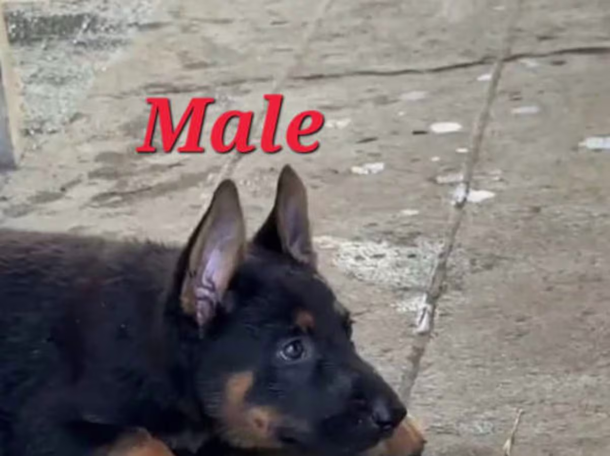 German Shepherd Working Line 2 months and 1 week (1 male 2 female available)