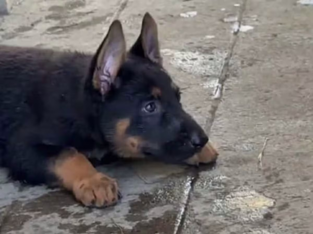 German Shepherd Working Line 2 months and 1 week (1 male 2 female available)