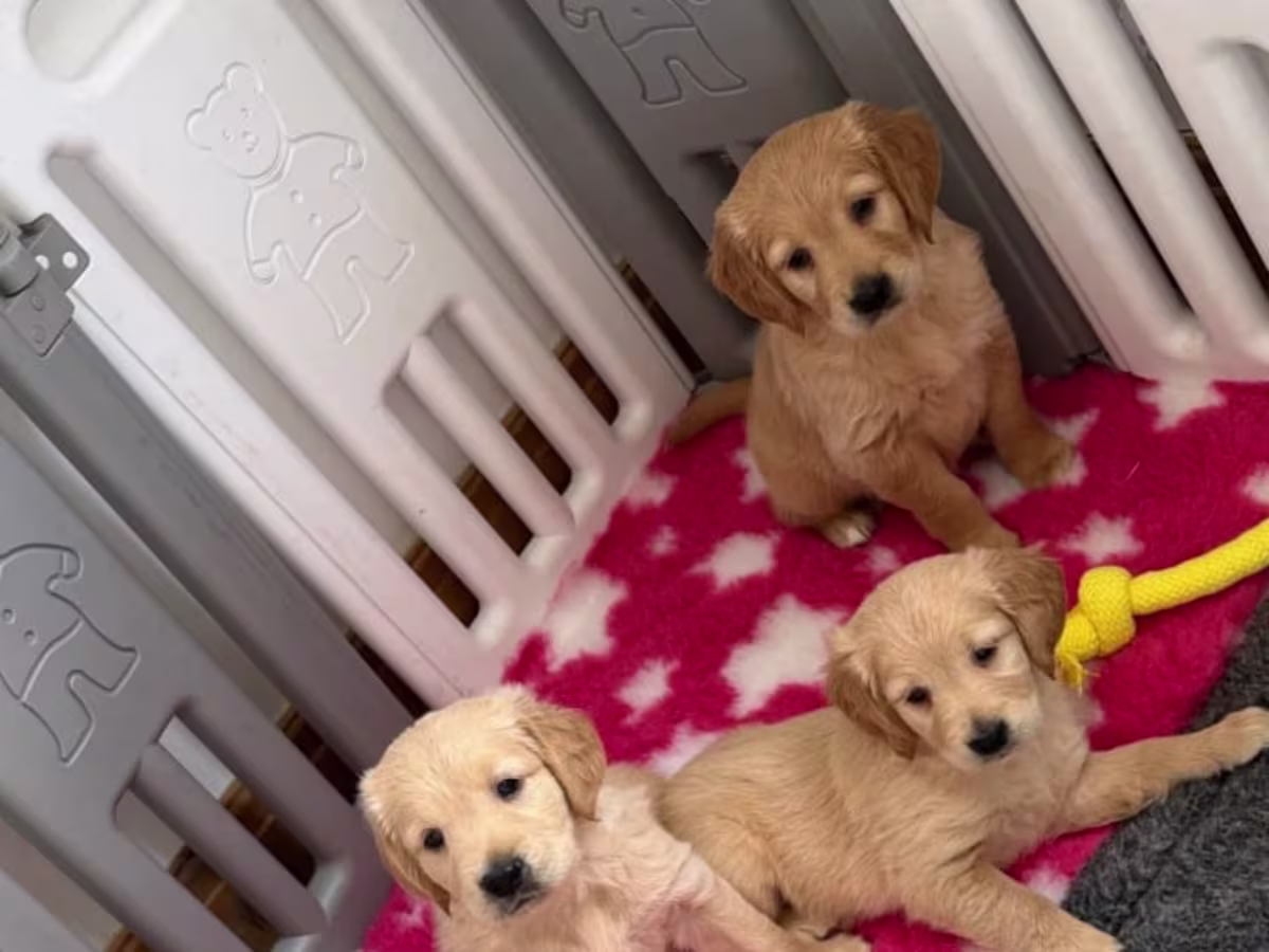 trained Golden Retriever