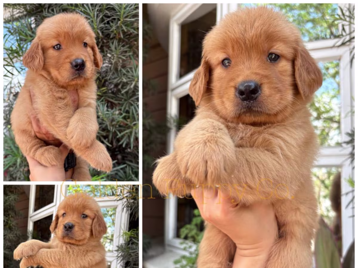 Golden Retriever For Sale - Golden Puppy Co.