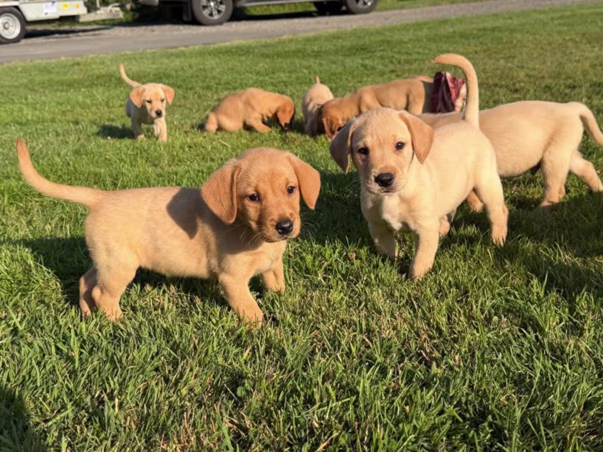 Adorable KC Labrador Puppies