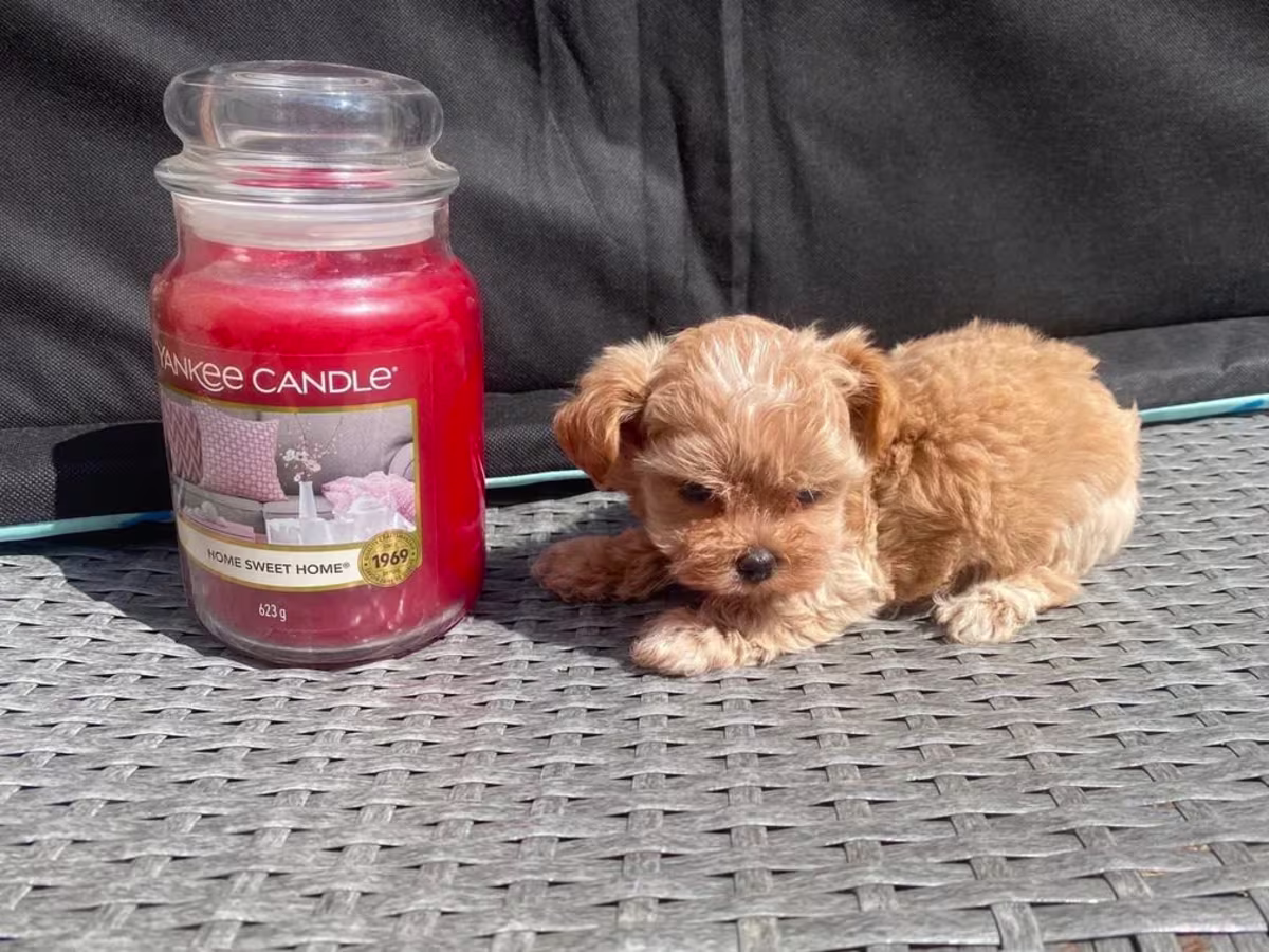Extensively DNA tested Asian maltipoo puppies