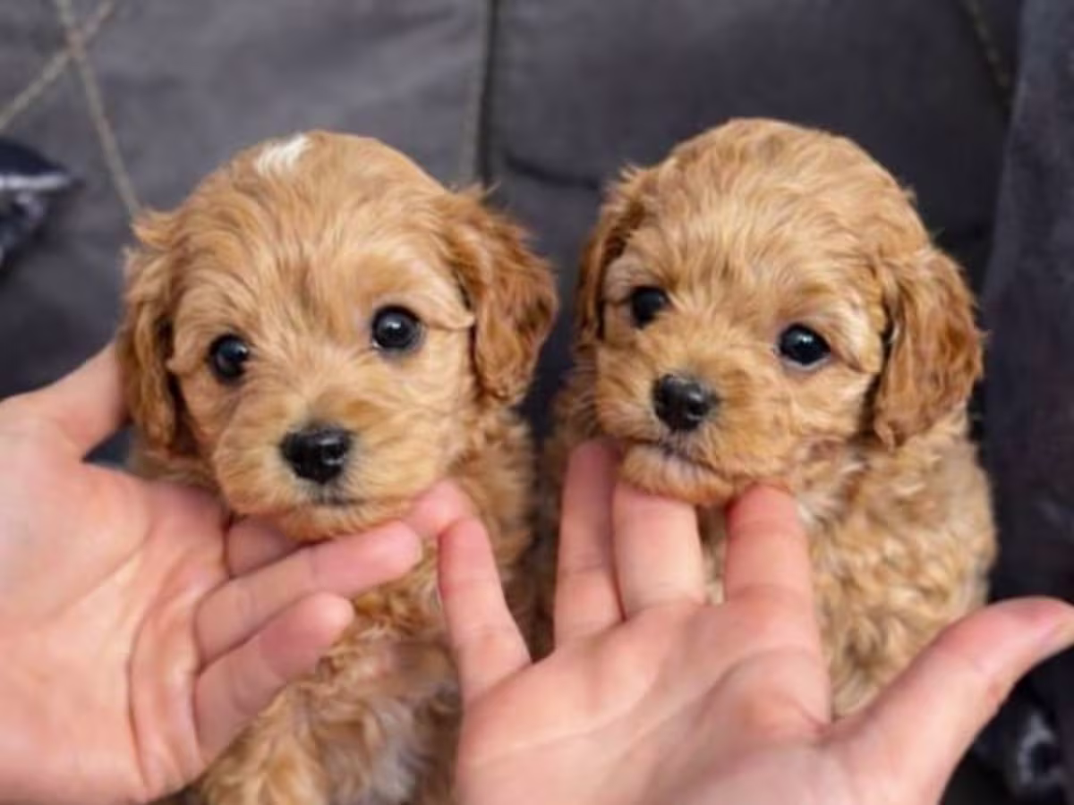 F1 maltipoo (ready for the new home )