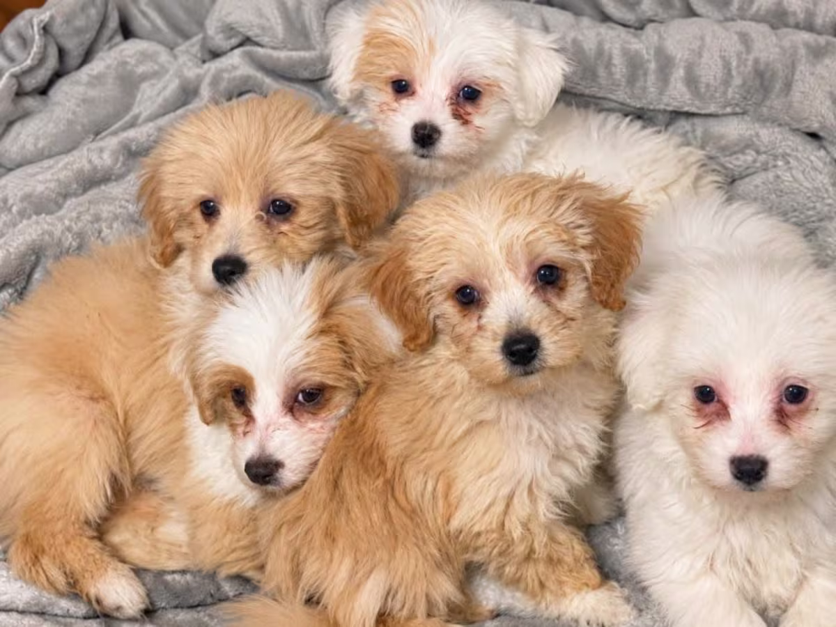 Stunning Maltipoo Puppies