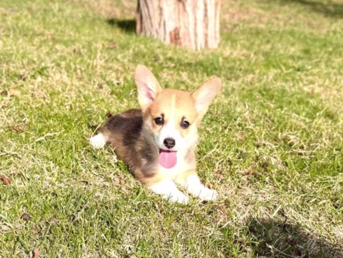 Pembroke Welsh Corgi WhatsApp:( +63-945-135-8253 )