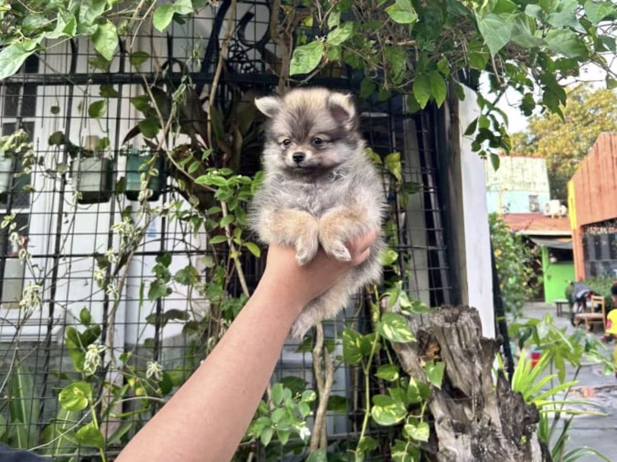 Male Sable Teacup Pomeranian For Sale