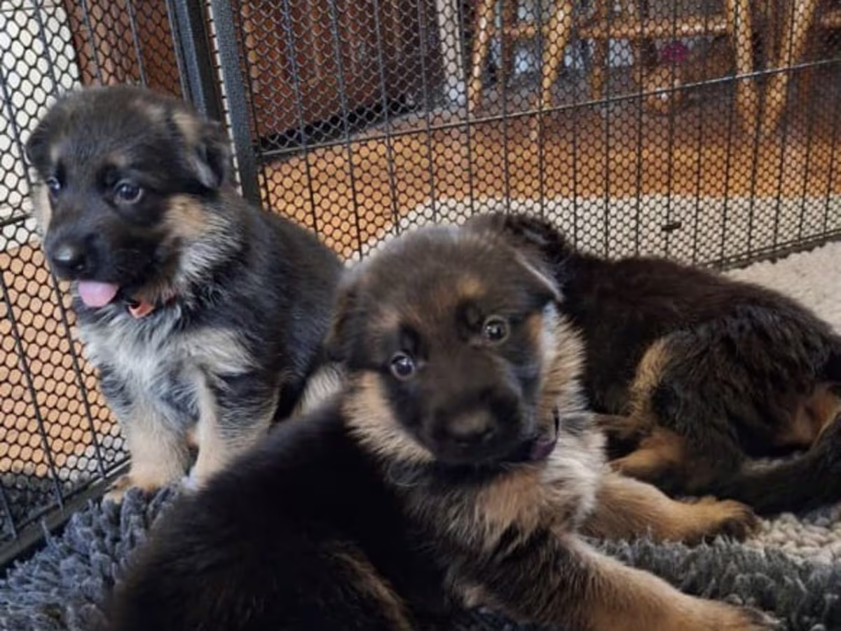 Pomeranian Puppies Email me via (mercymillo38@gmail.com )