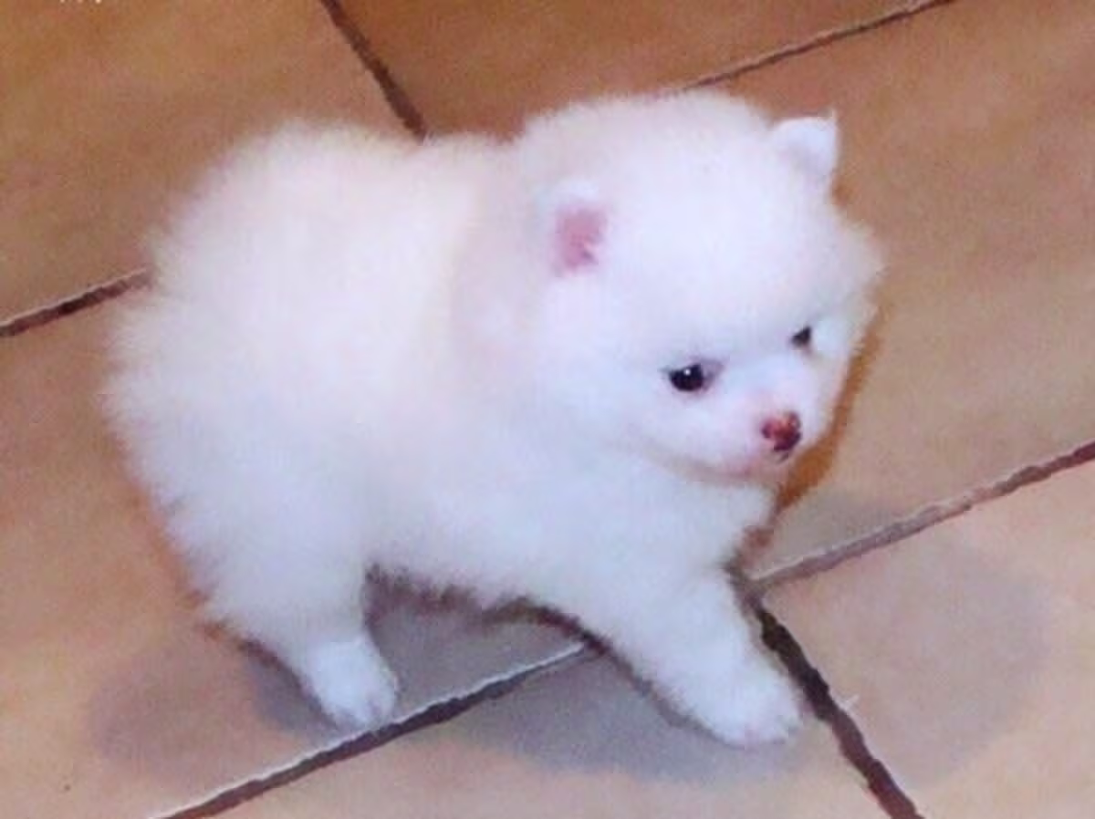 Amazing Micro Pomeranian puppies Contact me via my : mercymillo38@gmail.com