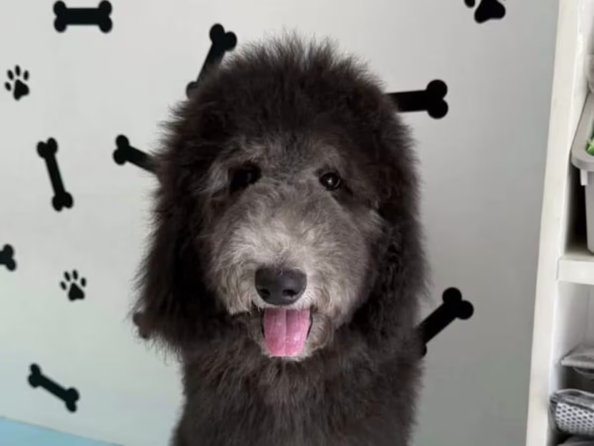 Silver & Black Giant Poodle – Available for Rehoming