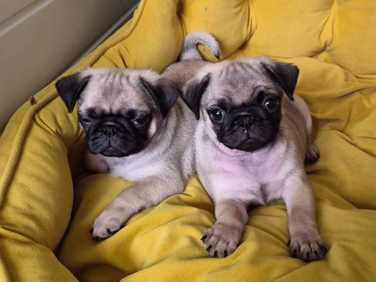 Pure bred pug puppies for sale