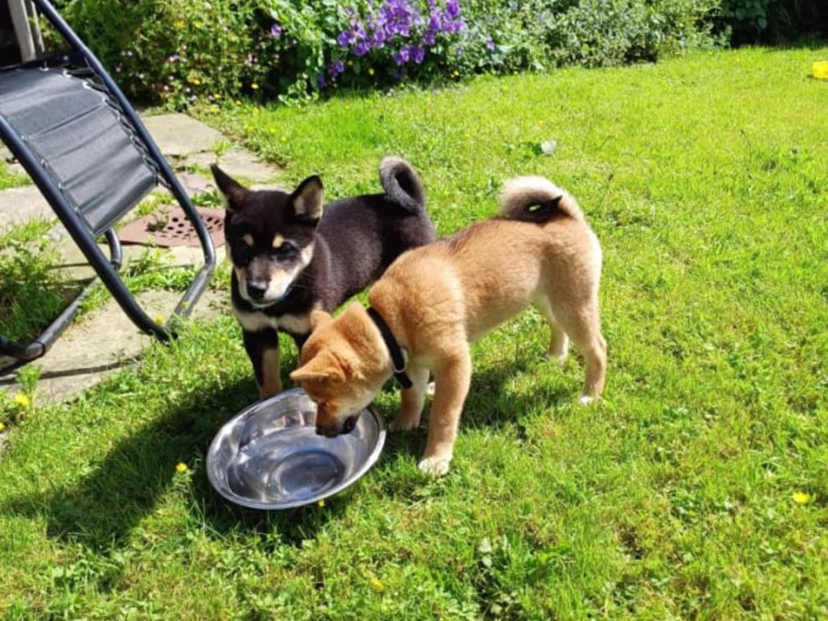 Japanese Shiba Inu