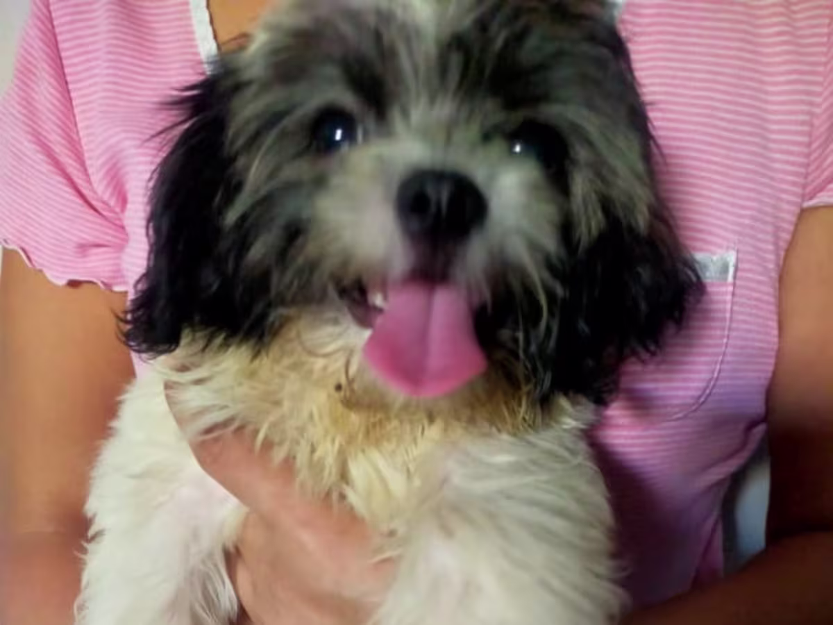 SHIH TZU FOR SALE 3 MONTHS OLD
