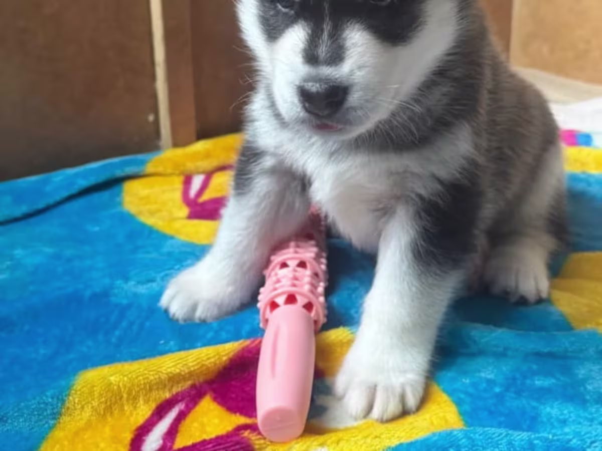 Puppy Siberian husky