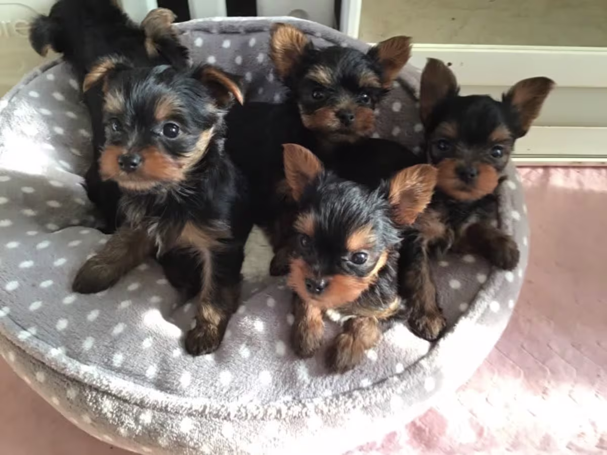 KC registered Yorkshire Terrier puppies for sale