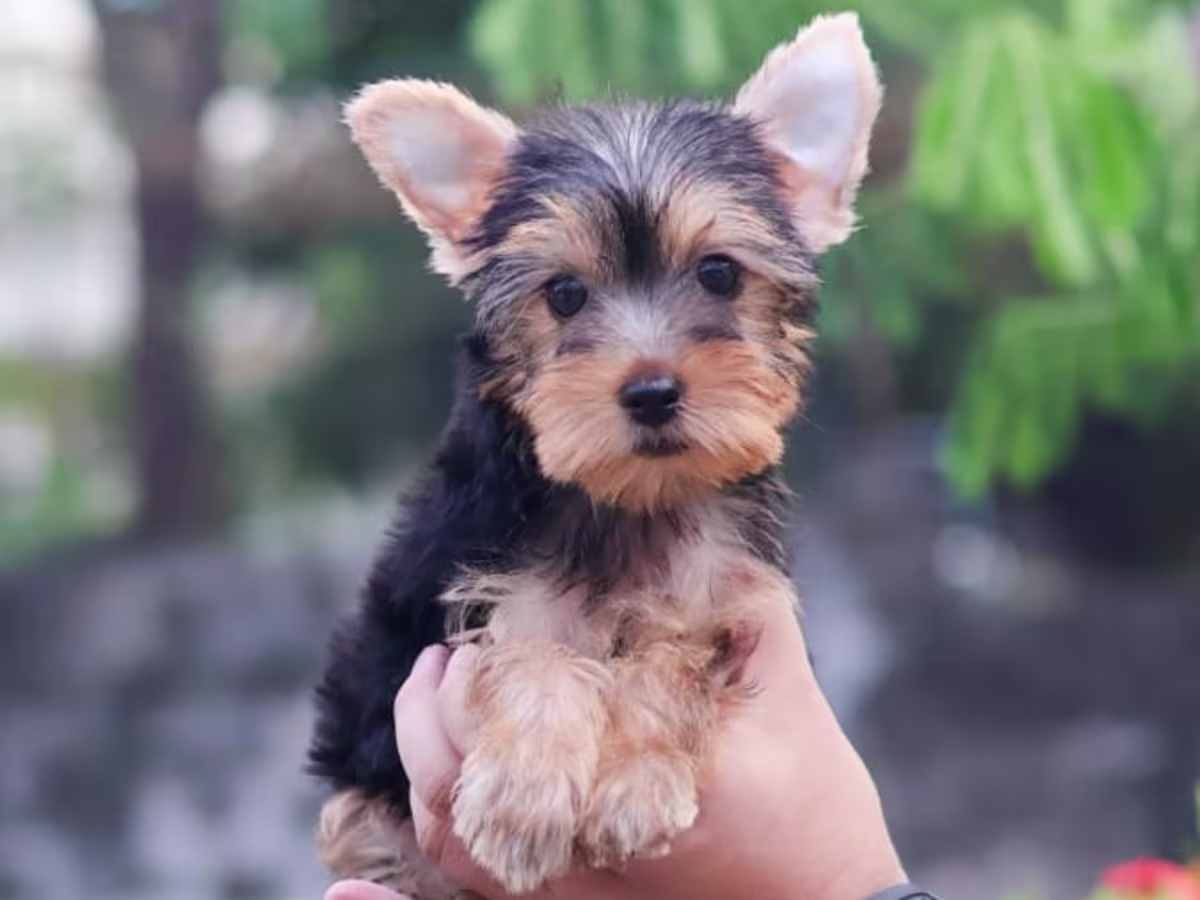 Teacup Yorkshire Terrier Puppies for Sale – MINIPET Philippines