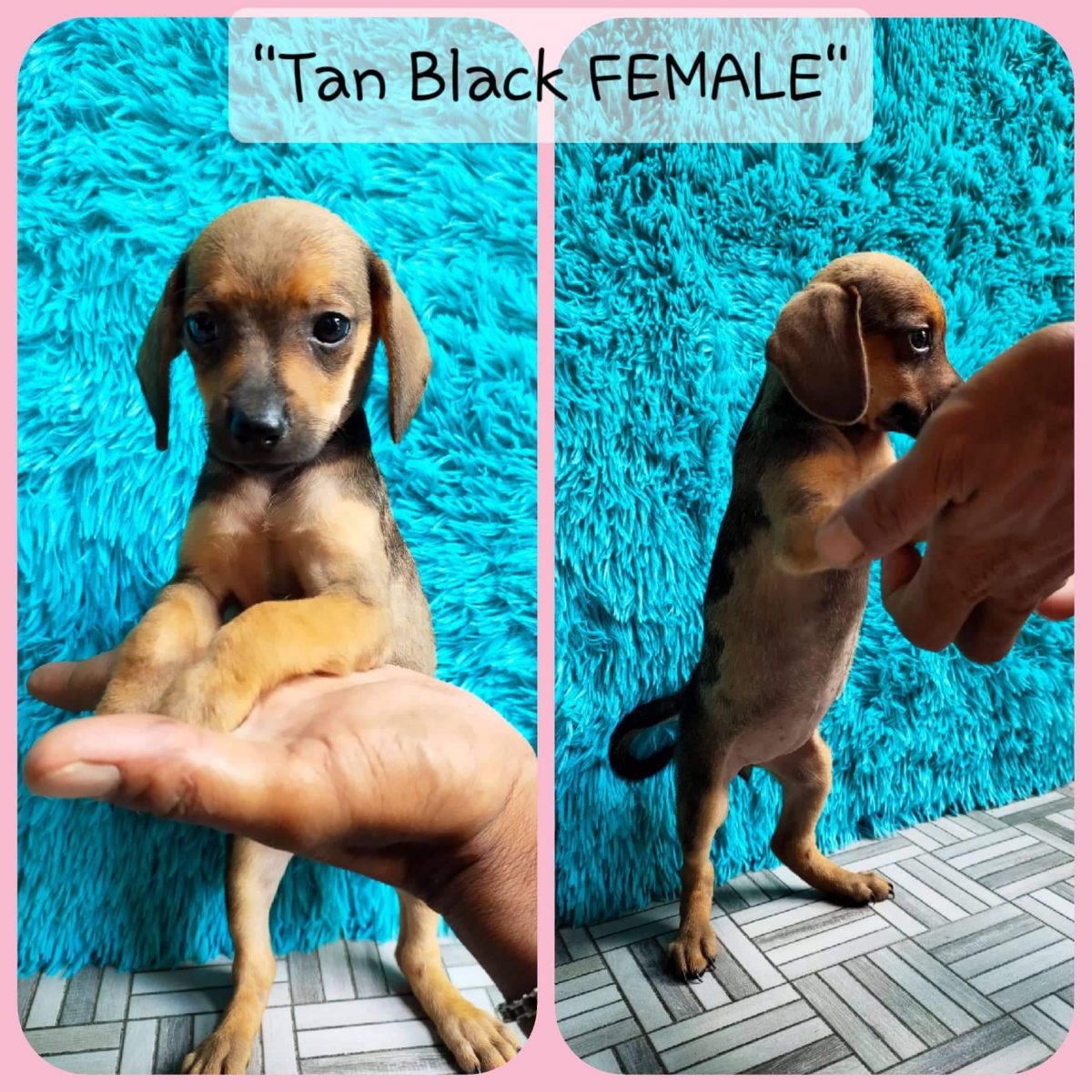 affordable dachshund puppies for sale