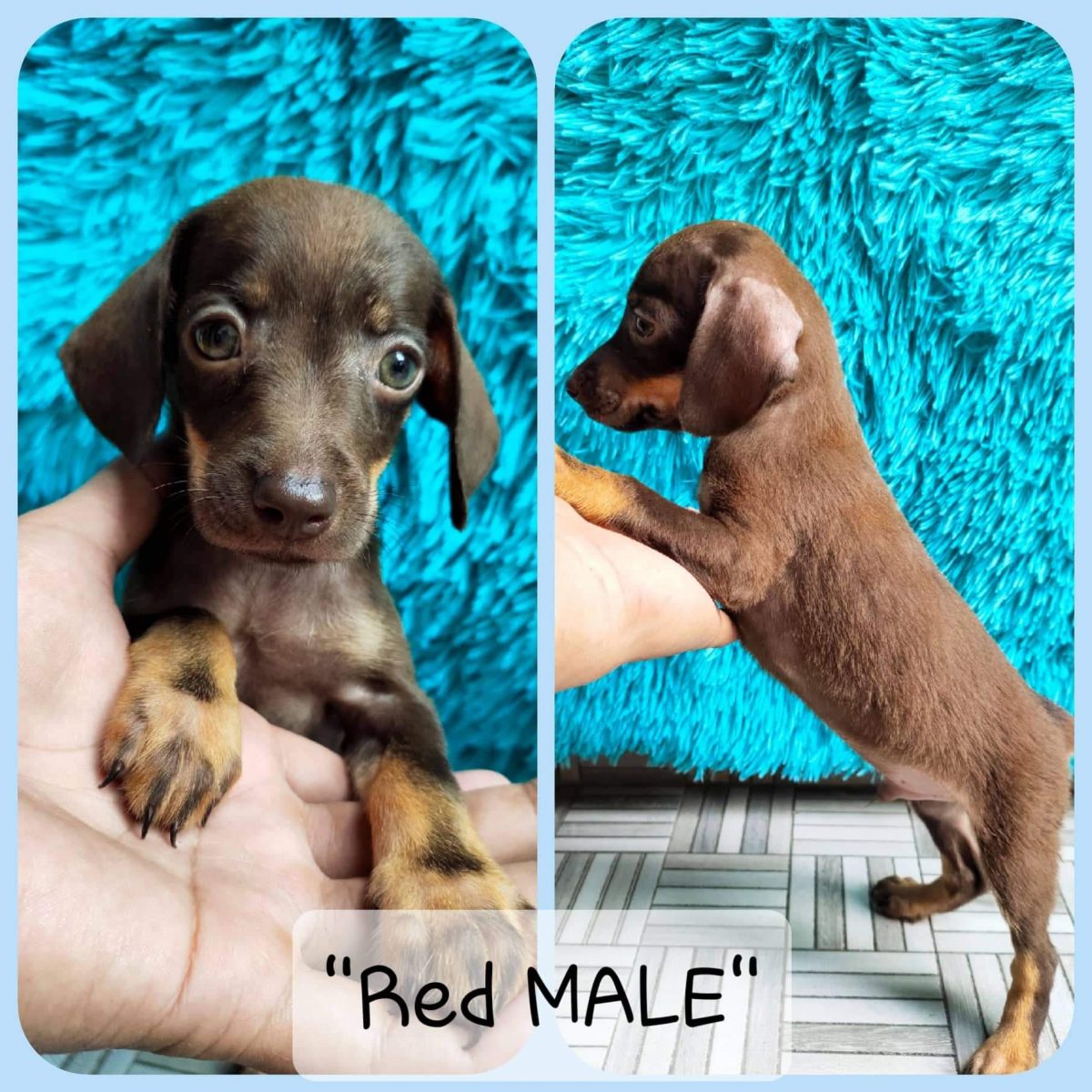 affordable dachshund puppies for sale