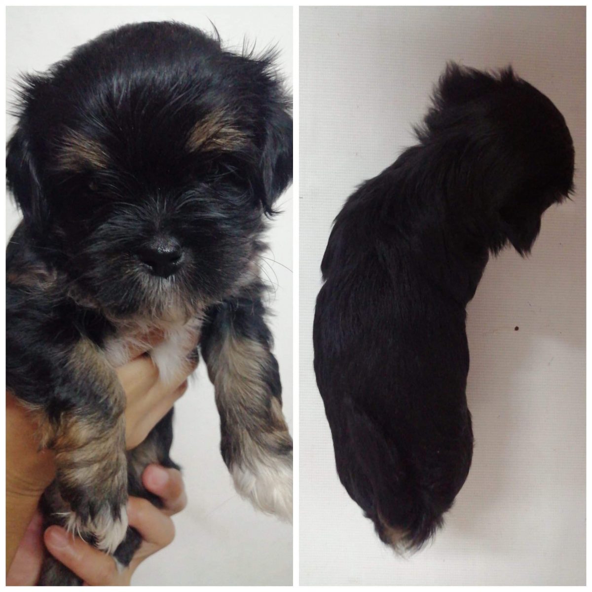 farm dog puppies for sale
