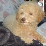 Toy Poodle 2 mos. Old