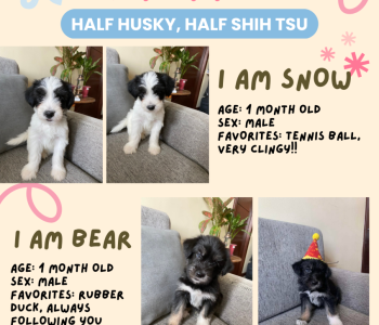 Half shih tsu, half husky puppy