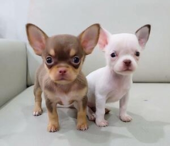 T-cup chihuahua puppies