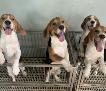 Beagle Puppies with PCCI papers