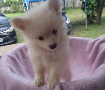 Pomeranian Pure Puppy