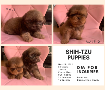 Shih Tzu Puppies – Choco Liver (Princess Type)