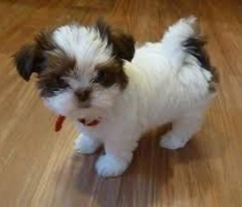 cute  shitzu puppies for  adoption