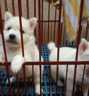 Japanese Spitz Puppies
