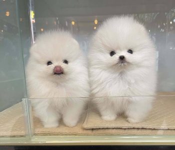 Pomeranian Puppies Viber +639850341343