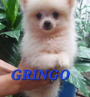 Pomeranian Puppies for SALE!!!