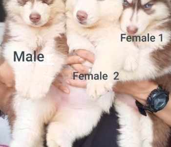 Quality Thailand import line husky for Rehoming
