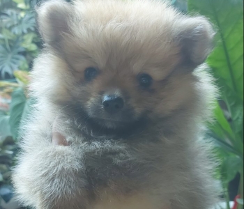 Pomeranian Puppy for SALE!!!