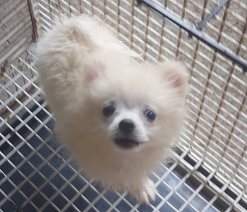 Pomeranian Puppies for SALE!!! 7k only… Weekend SALE!!!