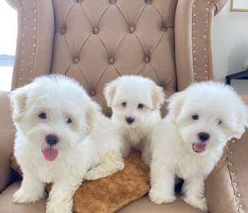 Pure Maltese Puppies For As Low As 11K