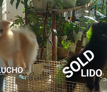 Purebred Pomeranian Puppies for SALE!!! On SALE!!! 6k ONLY!!!