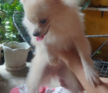 Purebred Pomeranian Puppy for SALE!!!! Small size Female!!