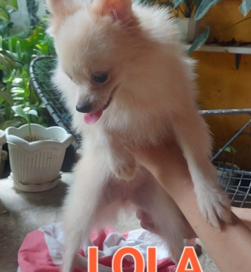 Purebred Pomeranian Puppy for SALE!!!! Small size Female!!