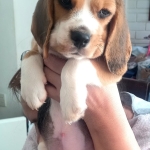 Beagle Pups for Sale