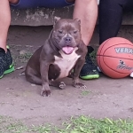 Female American Bully (Ready to Breed)