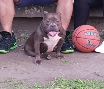 Female American Bully (Ready to Breed)