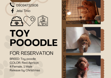 Toy Poodle Pure Breed (4 Female, 1Male)