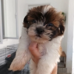 Male Puppies – Shih Tzu Puppies